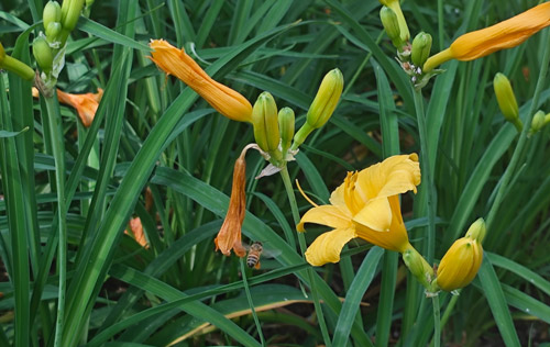 如果勞務(wù)派遣被取消，你支持嗎？